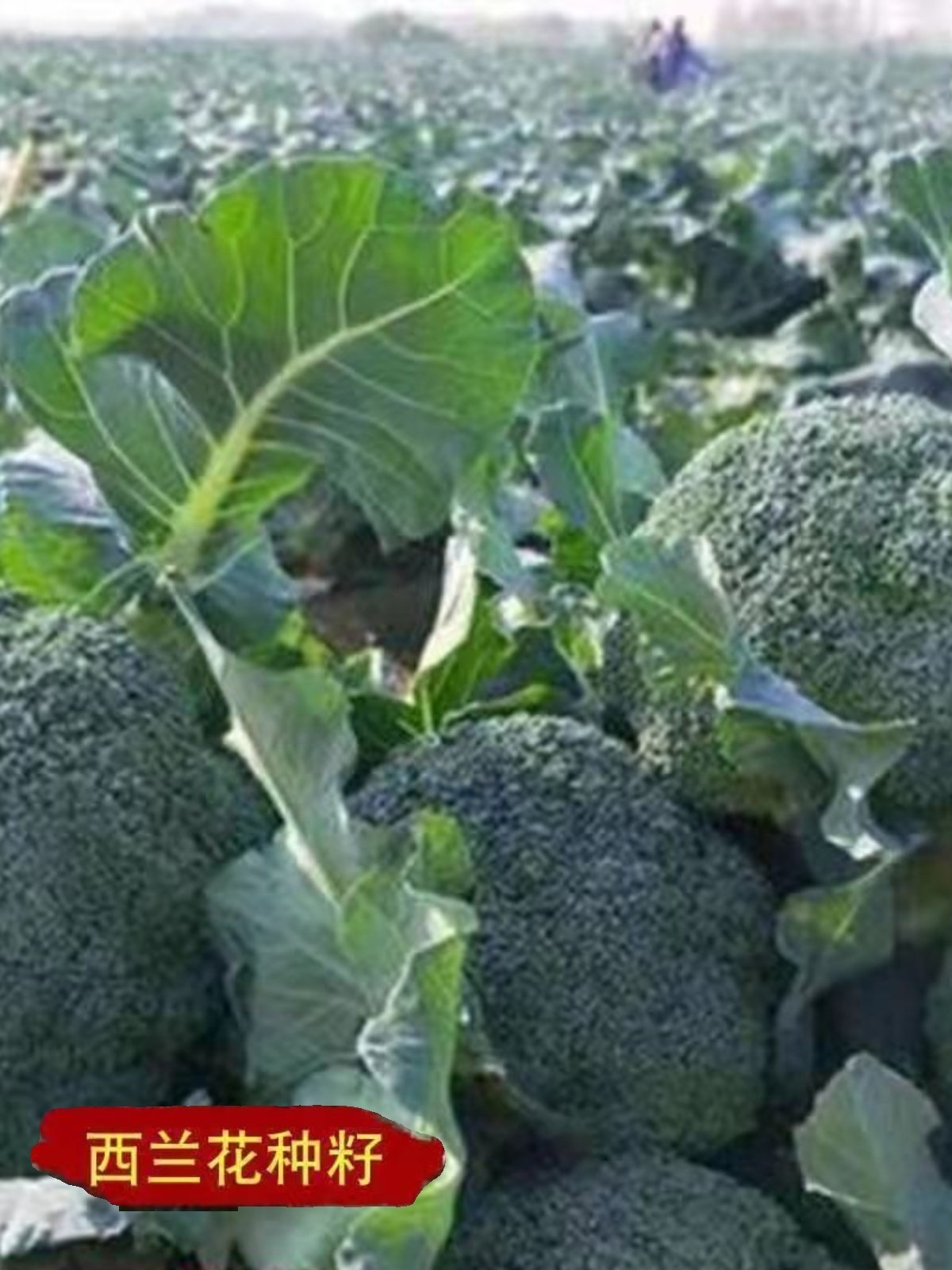 西兰花种孑西兰花种籽花菜菜种子西蓝花青菜蔬菜种子个头饱满,宠物/宠物食品及用品,水草,淘宝优惠券,粉丝福利购,淘宝优惠卷