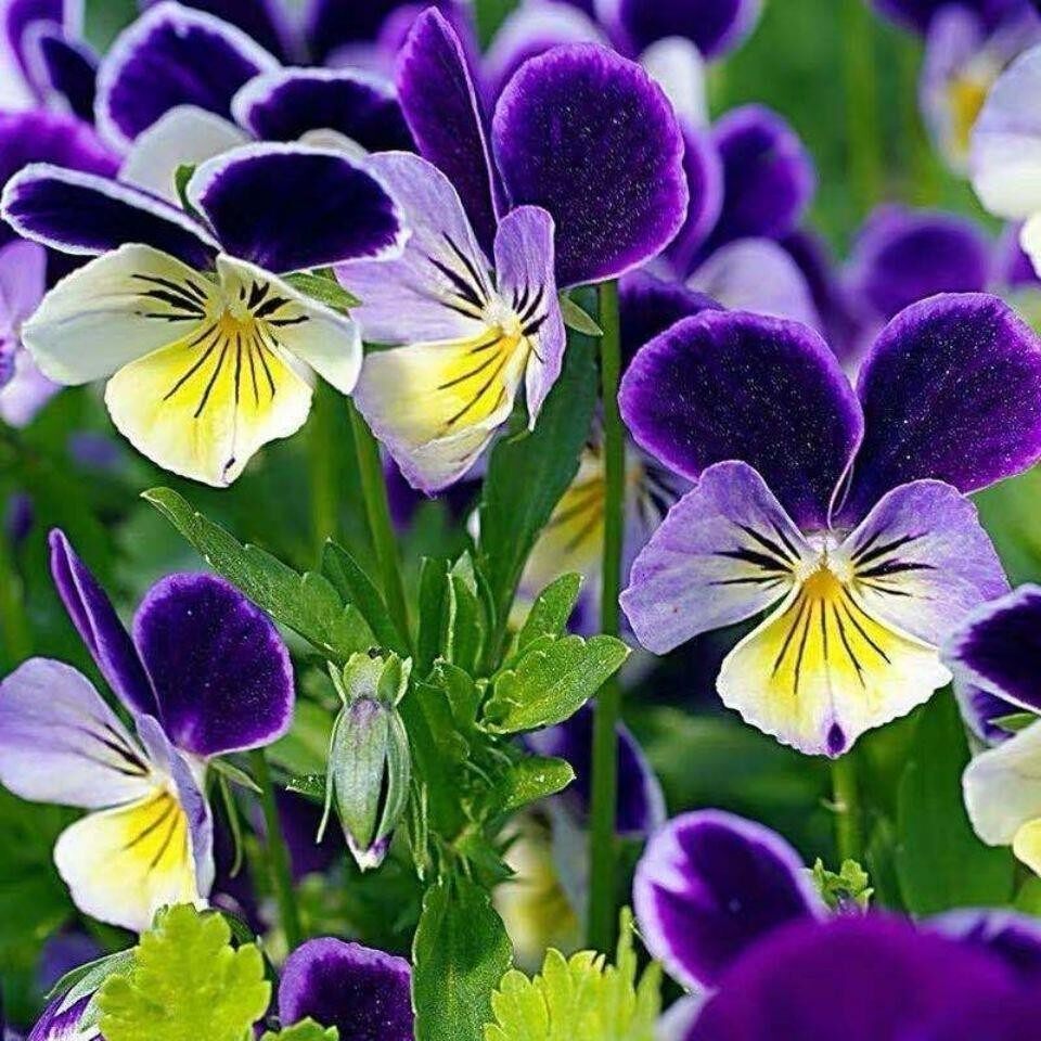 三色堇种子猫儿脸角堇蝴蝶花种籽四季阳台庭院盆栽花卉种籽花种子