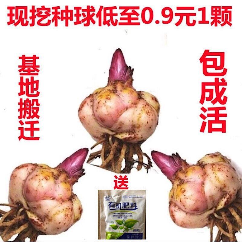 香水百合种球带芽耐寒四季盆栽室内外阳台花卉绿植种子浓香型花苗,宠物/宠物食品及用品,水草,淘宝优惠券,粉丝福利购,淘宝优惠卷