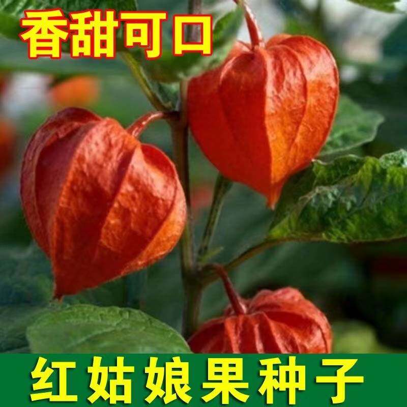 红菇娘果种子东北黄姑娘红姑娘种水草