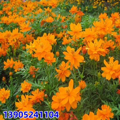 硫化菊种子耐贫瘠景观花海种子