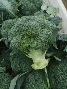 西兰花种籽西兰花种子西南青花菜种籽花籽孑西蓝花秋天种的菜种