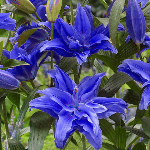 香水百合种球带芽水培大花浓香耐寒花卉绿植种子大苗好养耐活,宠物/宠物食品及用品,水草,淘宝优惠券,粉丝福利购,淘宝优惠卷