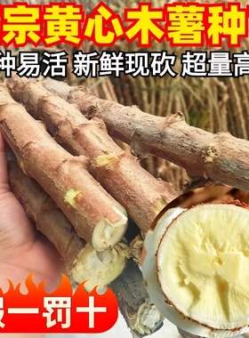 广西黄心木薯种苗新鲜10黄肉面包木薯种子正宗农家特产可食用顺丰