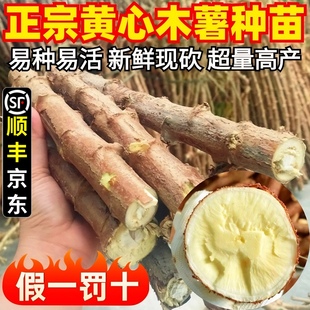 广西黄心木薯种苗新鲜10黄肉面包木薯种子正宗农家特产可食用顺丰