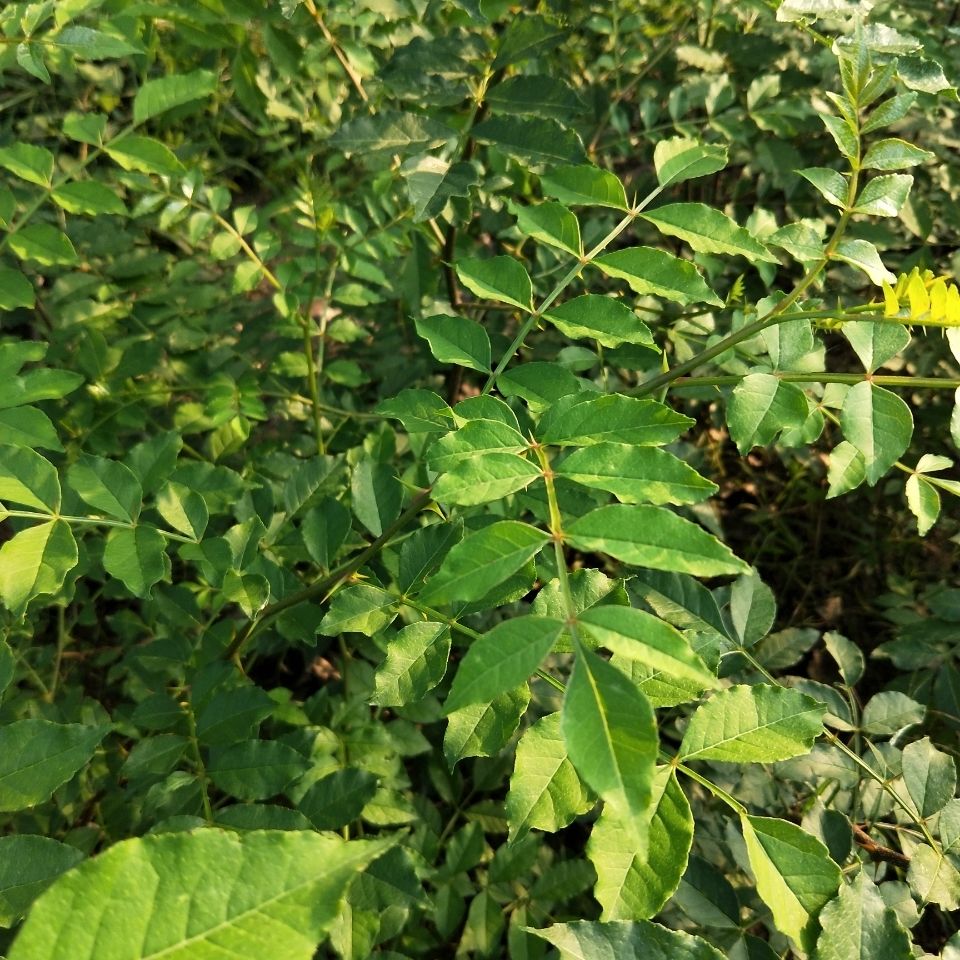 柑橘凤蝶食物玉带幼虫花椒叶子