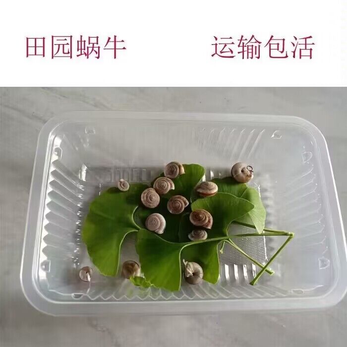 田园蜗牛活体宠物蜗牛观察