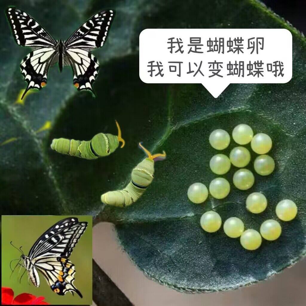 蝴蝶卵蝴蝶幼虫蝴蝶宝宝凤蝶卵毛毛虫蝴蝶养殖儿童饲养毛毛虫活体