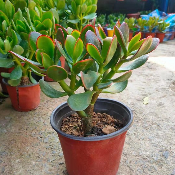 玉树盆栽苗老桩大叶玉树花植物多肉燕子掌室内客厅绿植花卉