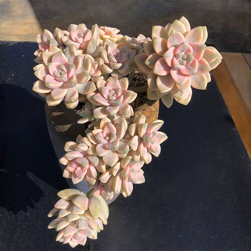 多头老桩美杏锦精品植物多肉