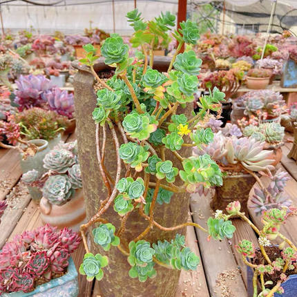 圆叶薄化妆多肉植物 精品贵货妖桩新手好养易活 基地直发造型随机