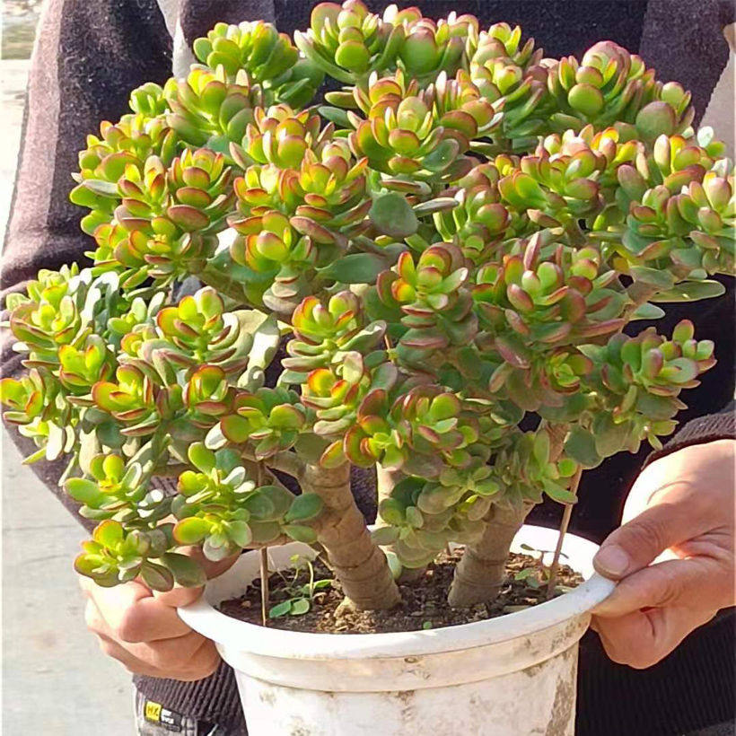 特大颗姬红花月老桩姬