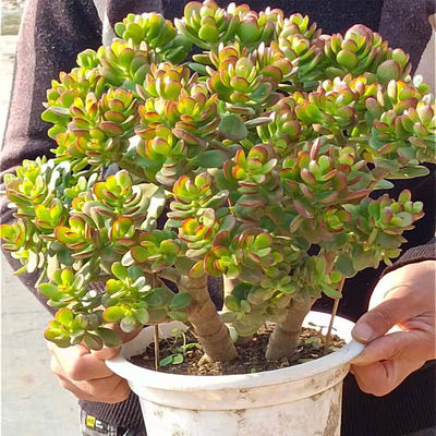 特大颗姬红花月老桩姬