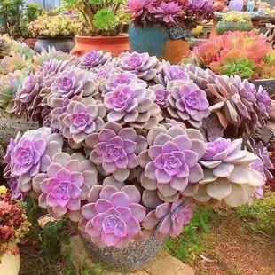 糖心紫乐老桩多头多肉植物新手阳台桌面庭院客厅盆栽新手好养耐寒