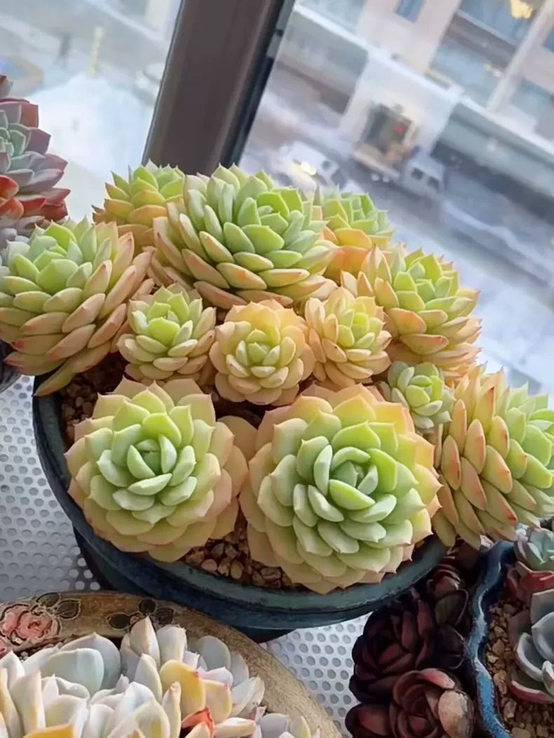 精品美观好养多肉植物冬日恋曲老桩群生庭院阳台防辐射盆栽绿植花