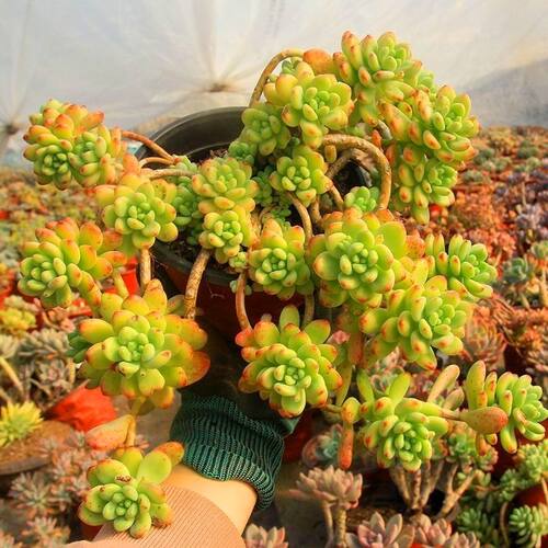 香格里拉多肉植物悬崖老