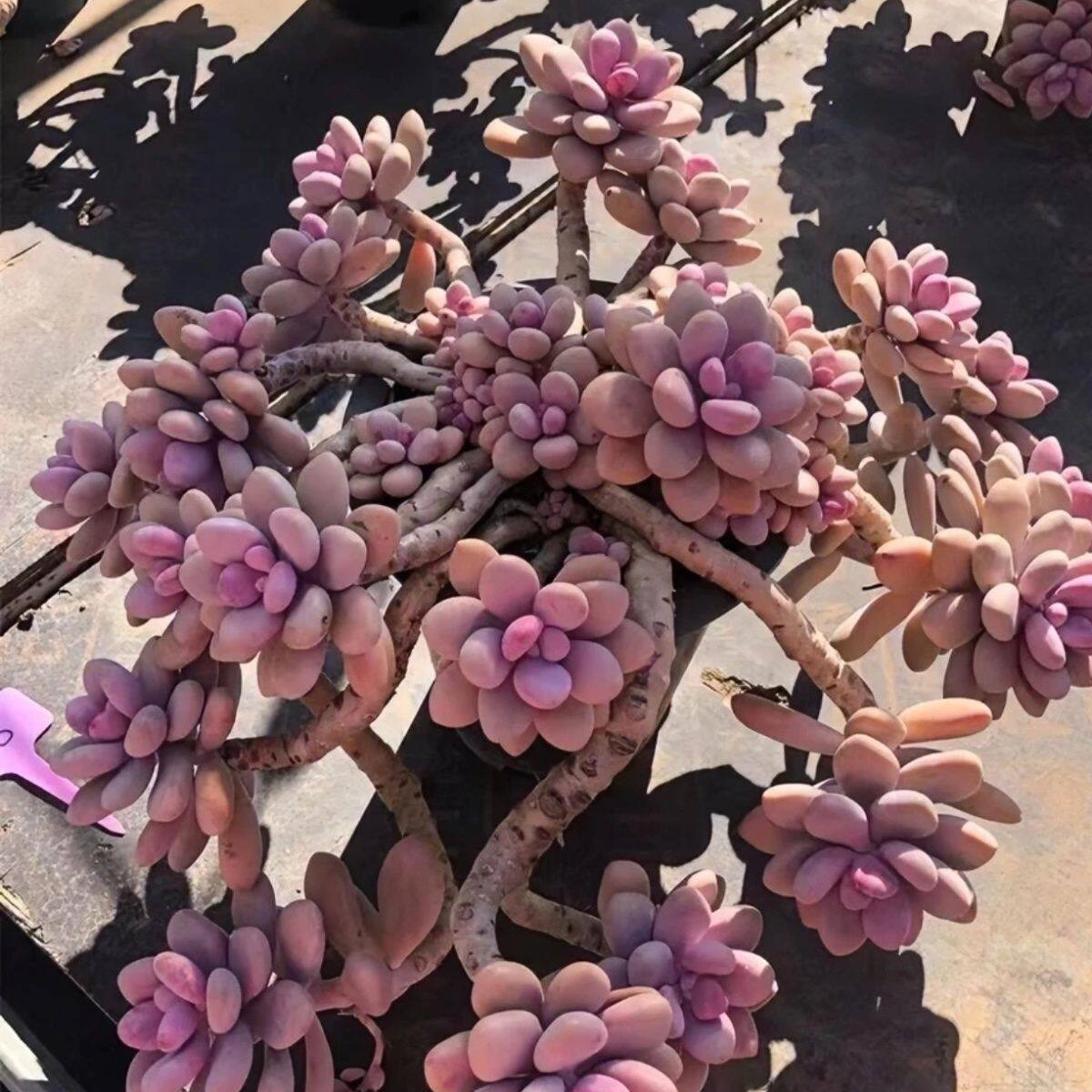 桃蛋老桩整桩多肉植物盆栽肉新手