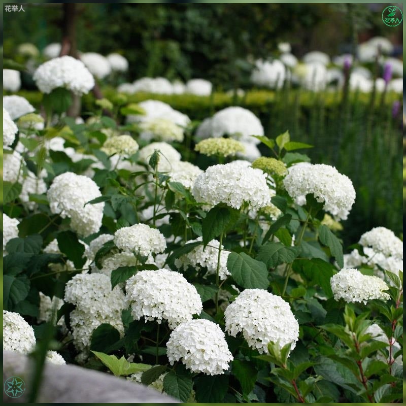 优选品质乔木绣球花苗白色贝拉安娜绣球耐热耐寒花卉盆栽