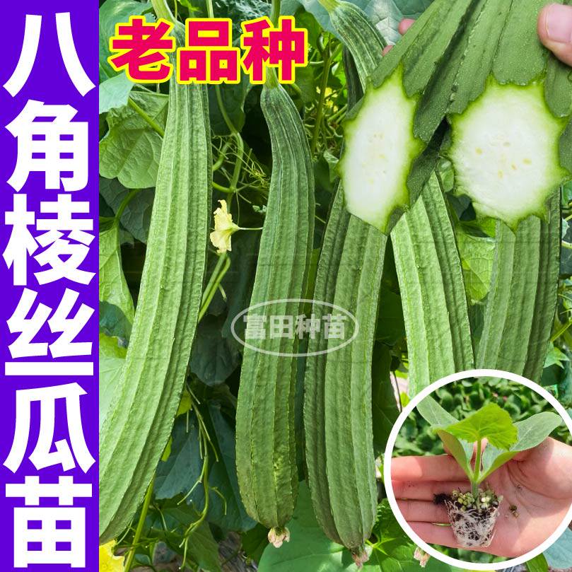 特长八角棱角丝瓜苗抗寒耐热蔬菜中绿长鲜花大肉长丝瓜种子四季籽
