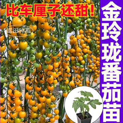 寿光金玲珑番茄苗秧糖水炸弹四季高产粉贝贝黑珍珠樱桃西红柿种子