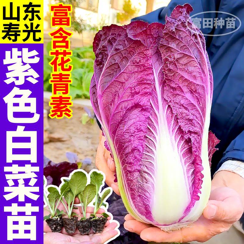 寿光正宗紫白菜苗秧四季高产早熟黄心大白菜苗秧白菜种子庭院盆栽