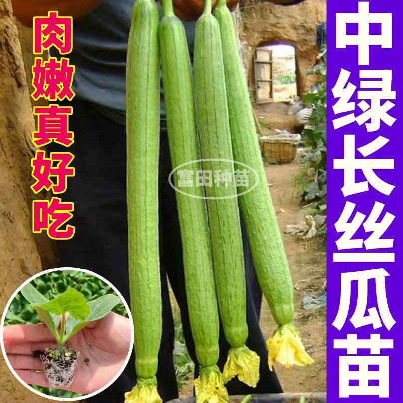 寿光鲜花中绿四季丝瓜苗秧大肉八角棱丝瓜种籽子春秋高产早熟庭院