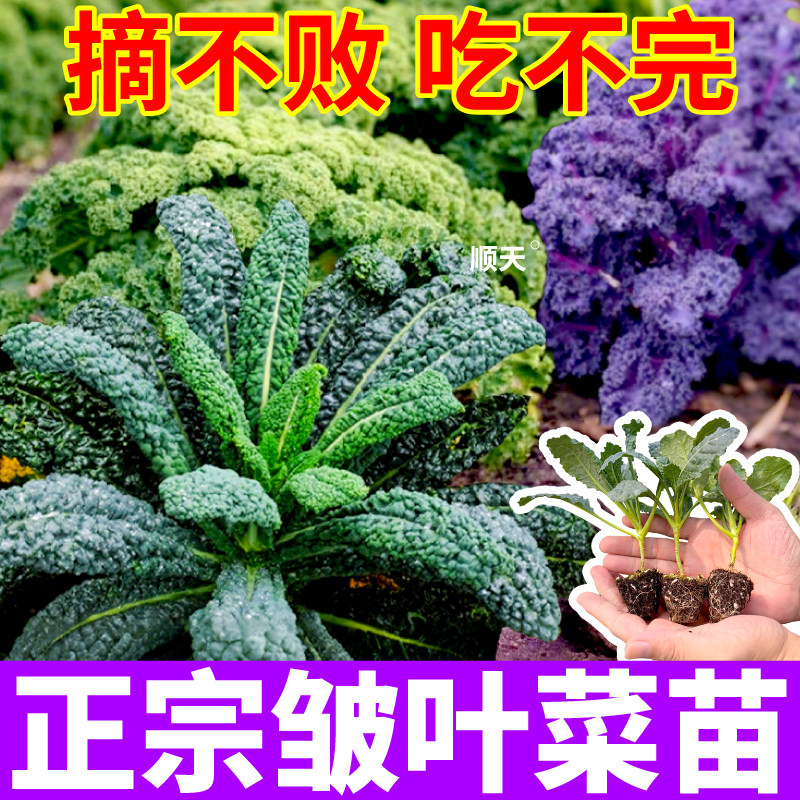 皱叶菜蓝羽衣甘蓝秧苗观赏食用山东寿光绿紫粉羽衣甘蓝蔬菜苗高产