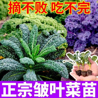 皱叶菜蓝羽衣甘蓝秧苗观赏食用山东寿光绿紫粉羽衣甘蓝蔬菜苗高产
