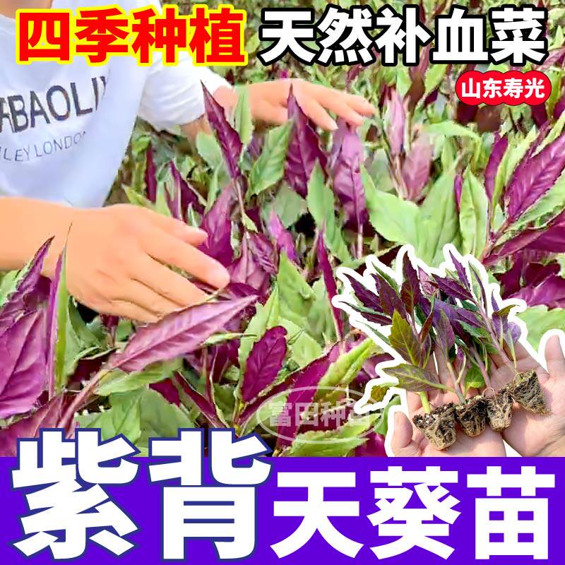 寿光紫背天葵苗秧苗补血菜观音菜红背菜种子四季盆栽阳台庭院种植