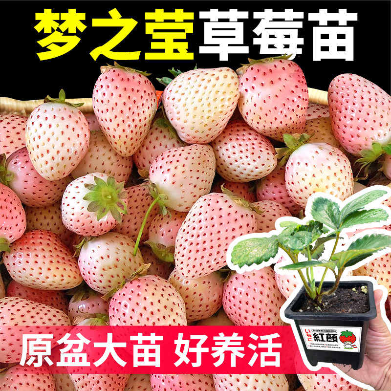 盆栽草莓梦之莹白草莓超甜浓郁草莓香红颜章姬真红美铃草莓苗耐寒