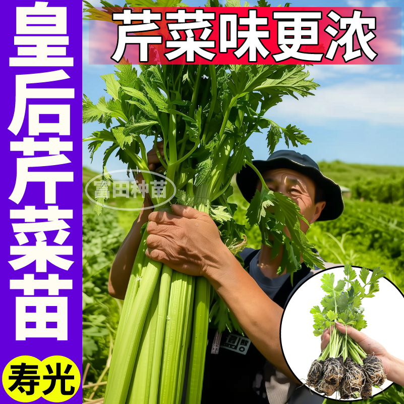 寿光芹菜味更浓皇后大西芹秧苗幼苗高产香芹红芹种籽盆栽小院大田