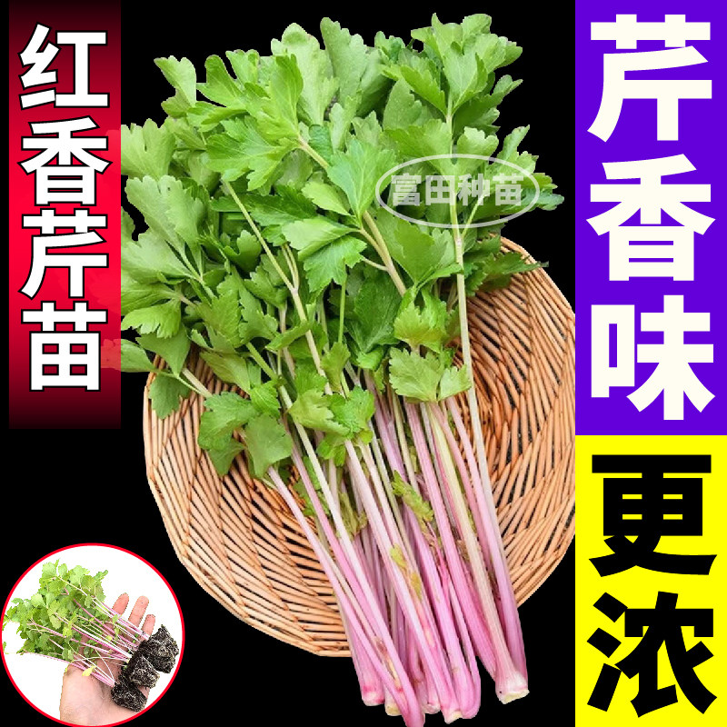 寿光高铁红香芹苗秧带土球紫芹菜四季小香芹西芹种子四季盆栽小院