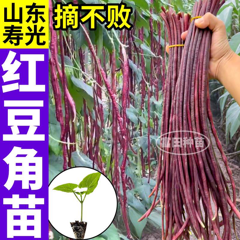 压塌架红豆角苗秧带土球绿红豇豆种子春秋四季豆籽寿光摘不败蔬菜