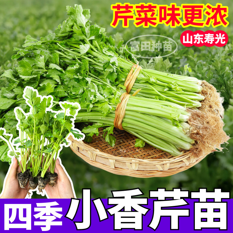 正宗浓香四季小香芹秧苗耐寒耐热盆栽地栽阳台庭院懒人绿色蔬菜苗