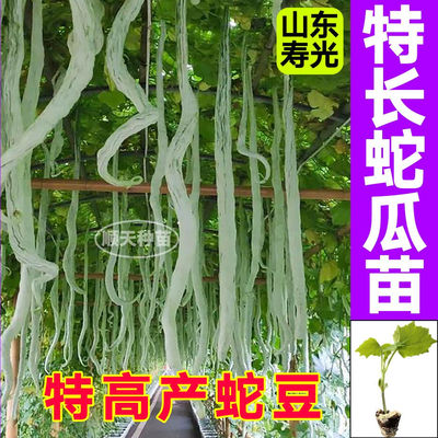 高产蛇瓜苗秧特长蛇豆种子棱丝瓜苹果丝瓜苦瓜绿剑苦瓜庭院大田