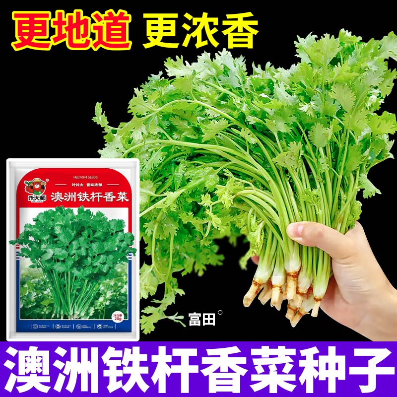 更地道更浓香澳洲铁杆香菜种子一年四季可种香味浓郁铁杆香菜种子