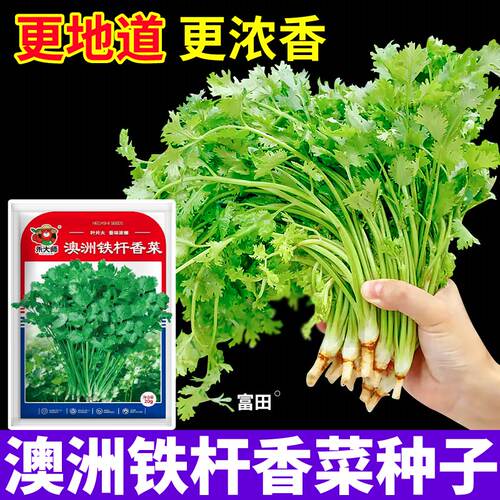 更地道更浓香澳洲铁杆香菜种子一年四季可种香味浓郁铁杆香菜种子