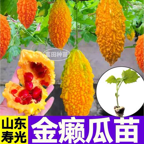 小癞瓜苗秧癞葡萄金铃子种子金癞瓜苗高产苹果绿苦瓜水果盆栽小院