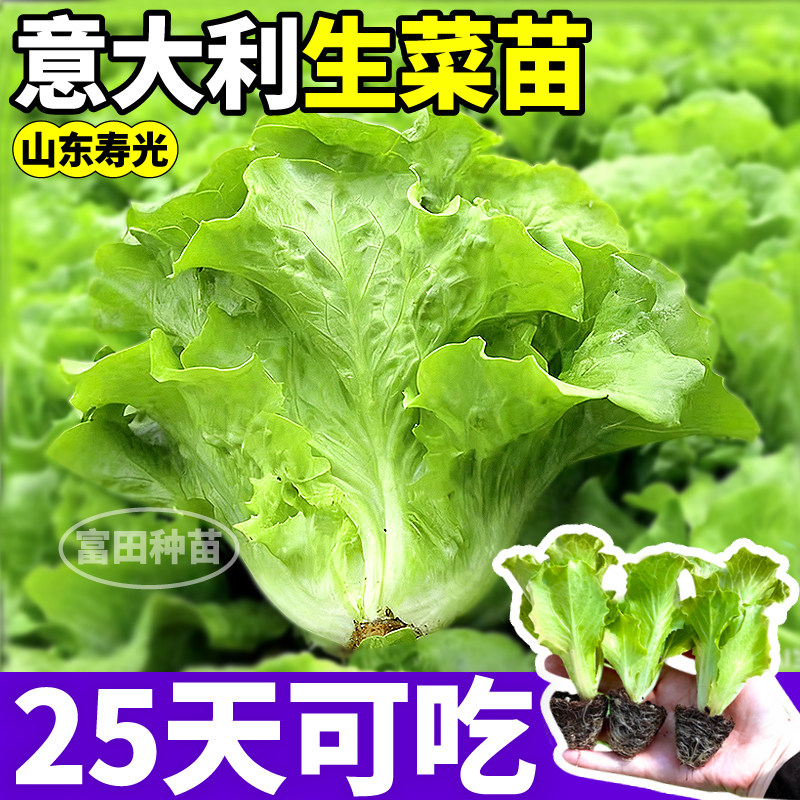 意大利生菜苗秧高产脆嫩爽口奶油红皱大速各种生菜种子四季阳台