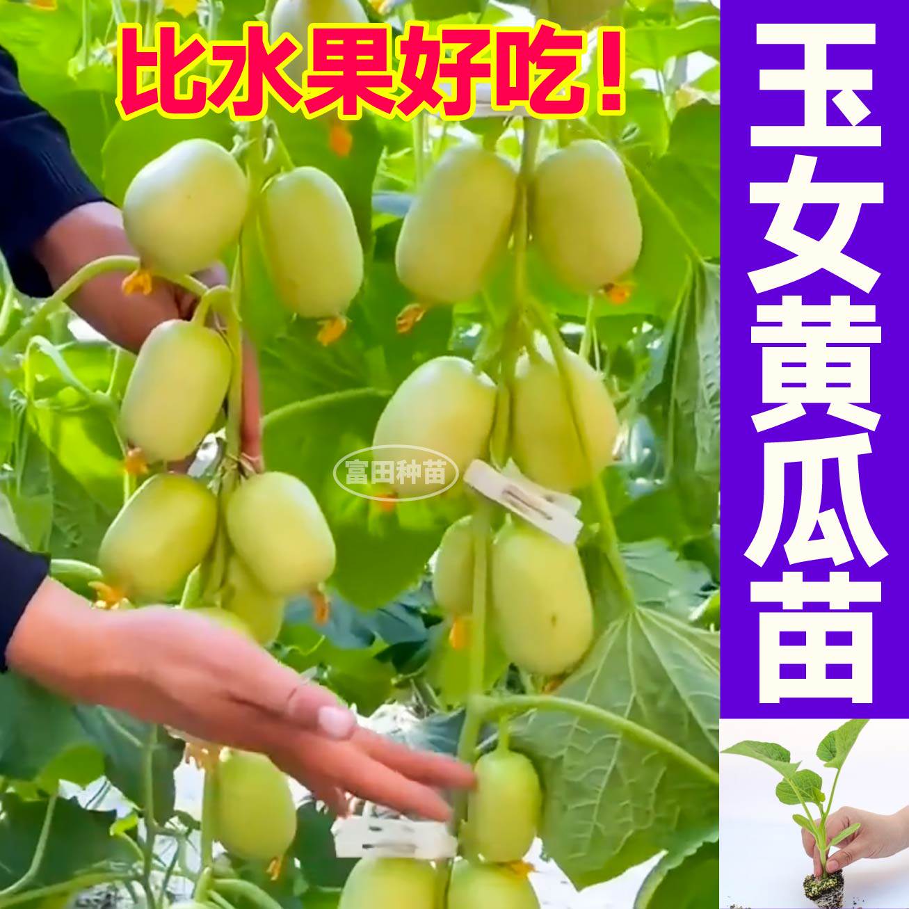 迷你金童玉女小黄瓜苗秧带土对版高产水果黄瓜种籽子四季春秋盆栽