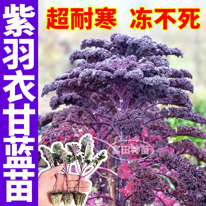 摘不败紫色羽衣甘蓝苗秧带土球四季耐寒盆栽阳台绿羽衣粉羽衣甘蓝