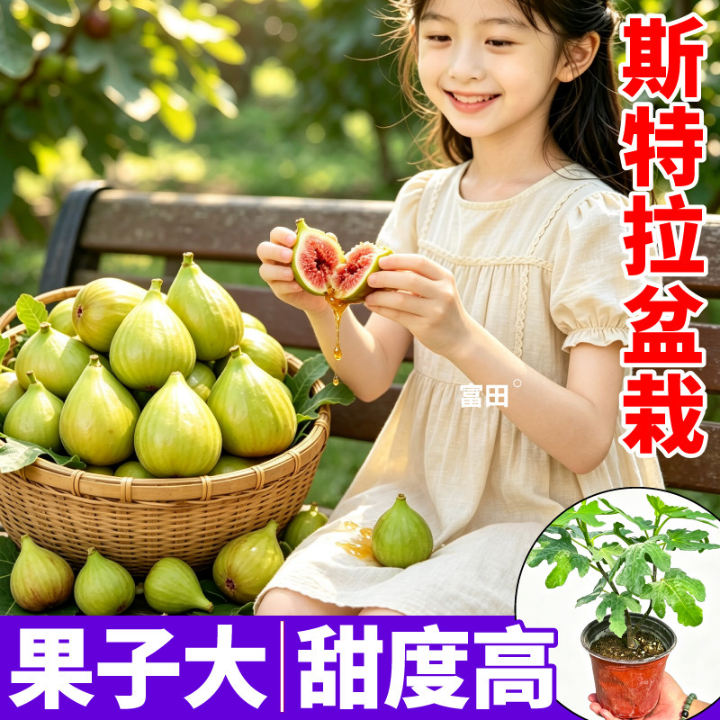 斯特拉无花果盆栽果树苗耐寒南北方可种芭劳奈无花果苗室内外种植