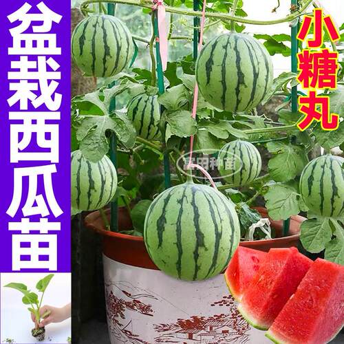 超甜春秋黄心四季红瓤小凤西瓜苗