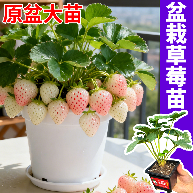 正宗越雪妃白草莓苗浓郁草莓香阳台盆栽庭院种植高产香甜奶油草莓