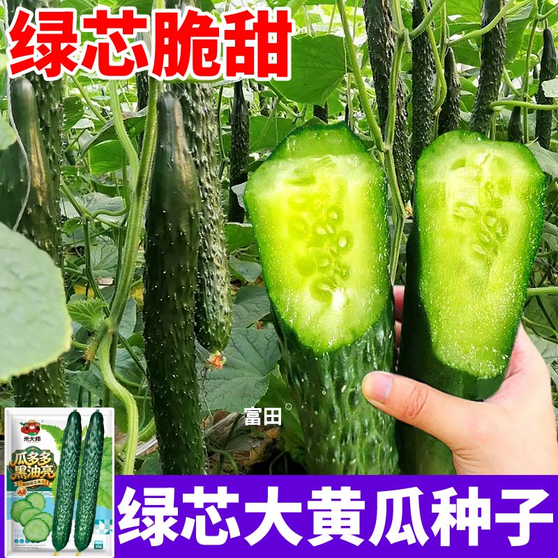 正宗绿芯大黄瓜种子高产抗病又脆又甜阳台庭院四季可种植黄瓜种籽
