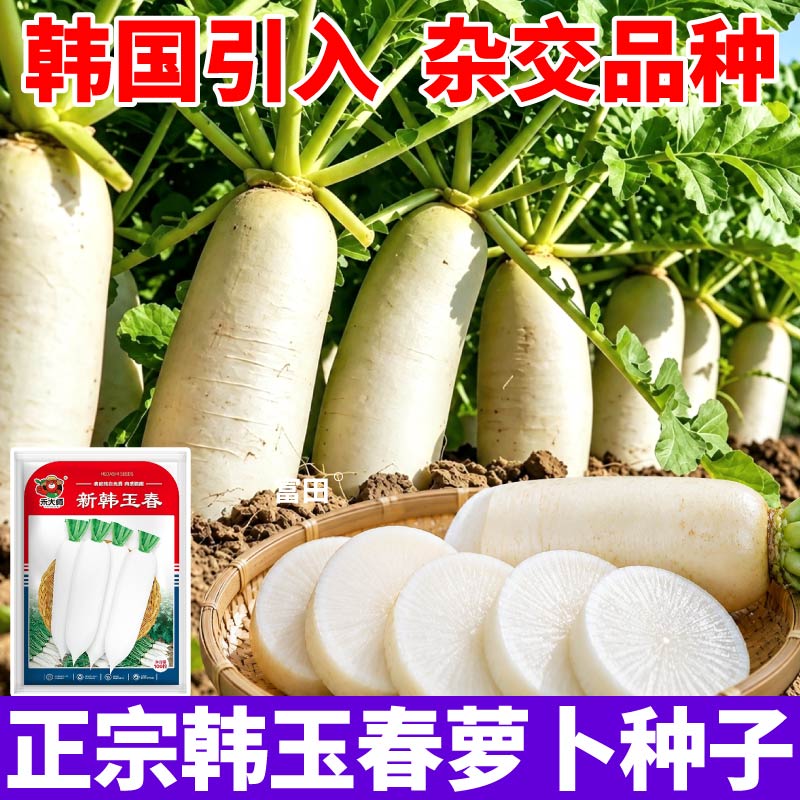 正宗韩玉春萝卜种子高产杂交品种脆嫩多汁白萝卜种籽阳台小院种植
