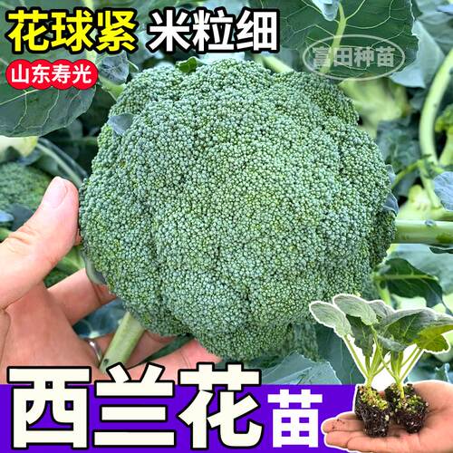 小米粒西兰花苗秧高产耐寒松花菜紫晶花菜种子小院盆栽山东寿光
