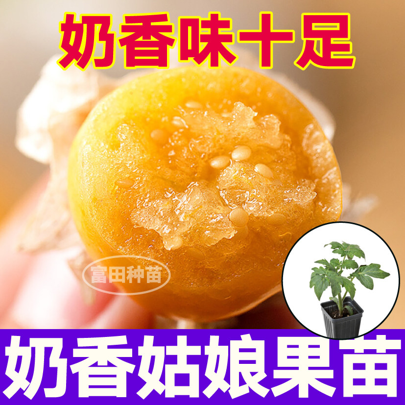 奶香姑娘果秧苗幼苗金紫姑娘果秧苗种子四季盆栽庭院观赏食用水果