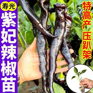 超大果紫妃辣椒苗秧高产紫螺丝椒黑美人绿陇椒辣椒种子盆栽地栽