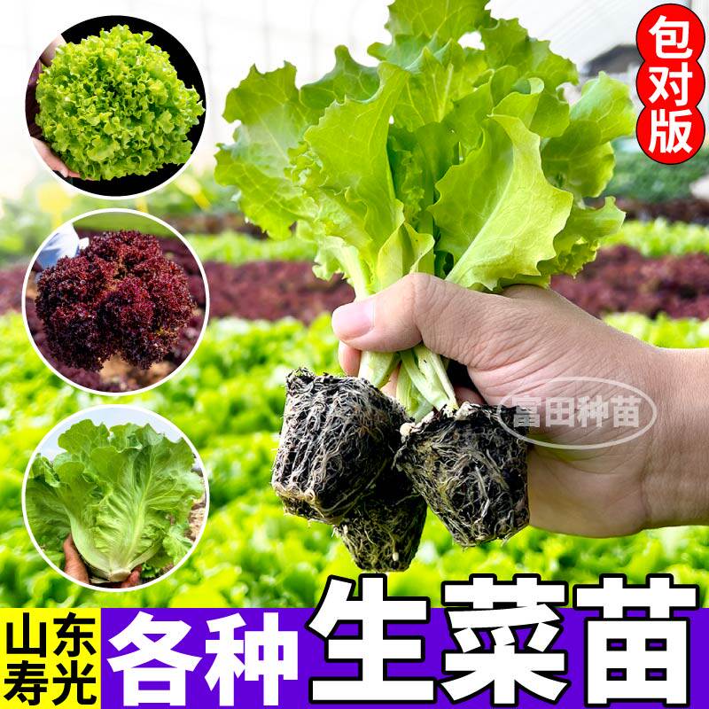 大速生菜苗秧高产脆嫩穴盘苗意大利奶油大速各种生菜种子四季阳台